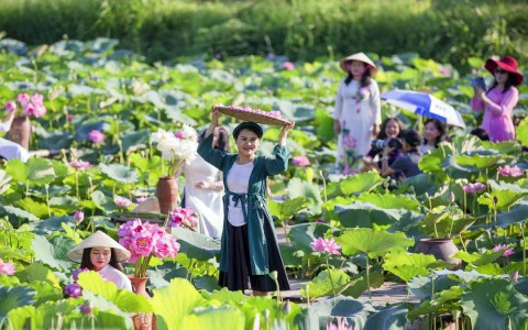 Hà Nội khai thác tiềm năng phát triển du lịch sen